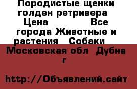 Породистые щенки голден ретривера › Цена ­ 25 000 - Все города Животные и растения » Собаки   . Московская обл.,Дубна г.